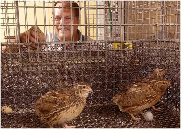 Строительство перепелиной фермы