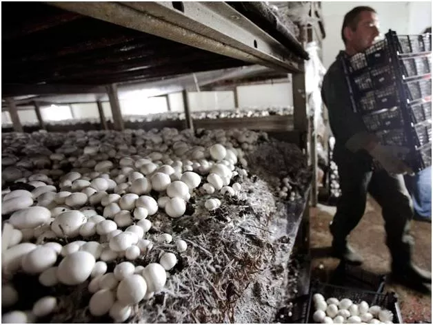 Купить грибную ферму