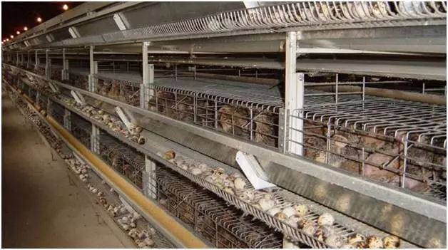 Ферма для перепелов