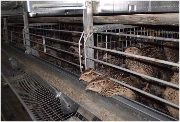 Перепелиная ферма