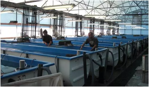 строительство фермы для креветок