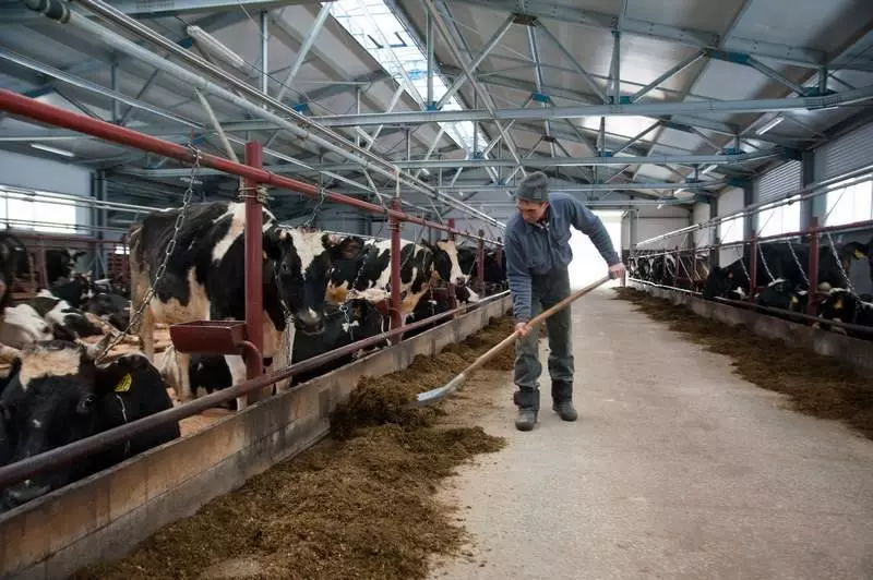 Строительство фермы КРС на 200 голов